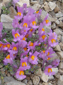 Linaria alpina ssp filicaulis